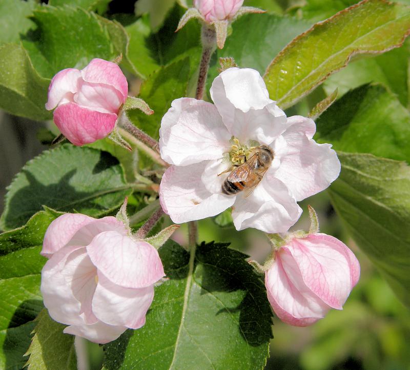 3100_4220015 Biene in der Apfelblüte - Frühling im Alten Land. | Fruehlingsfotos aus der Hansestadt Hamburg; Vol. 2